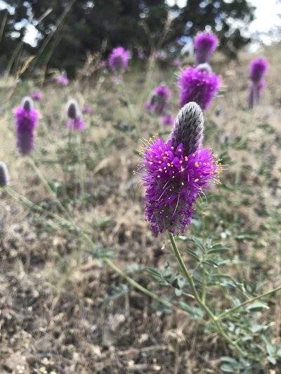 Dalea ornata, photographed by Michael O'Loughlin