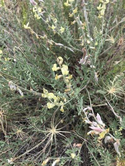 Astragalus misellus, photographed by Michael O'Loughlin