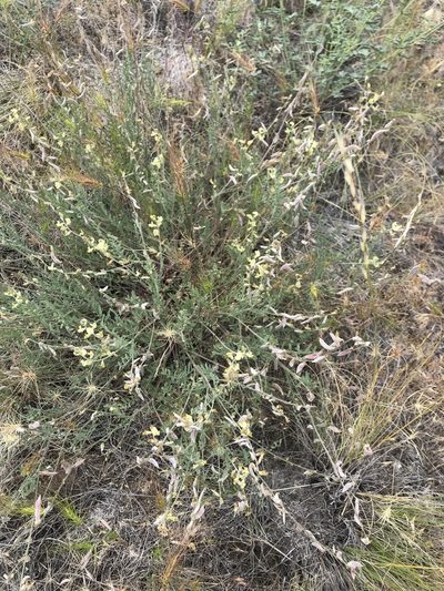 Astragalus misellus, photographed by Michael O'Loughlin