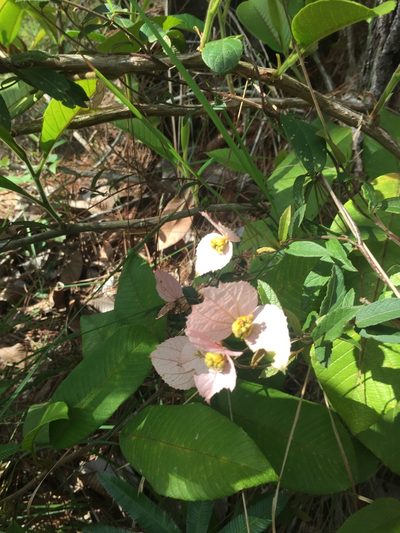 Dalechampia schippii, photographed by G Key