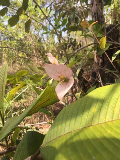 Dalechampia schippii, photographed by G Key