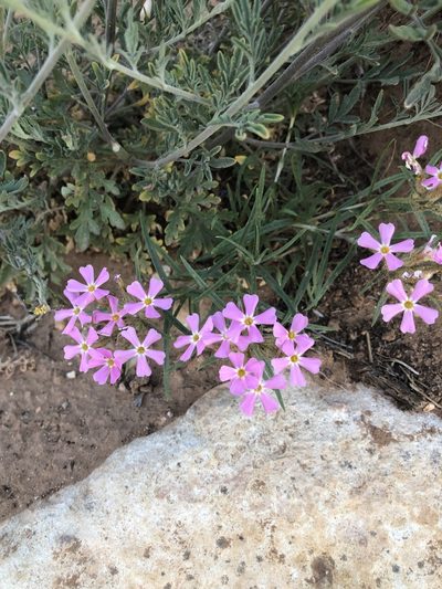 Phlox amabilis, photographed by Parker Hopkins