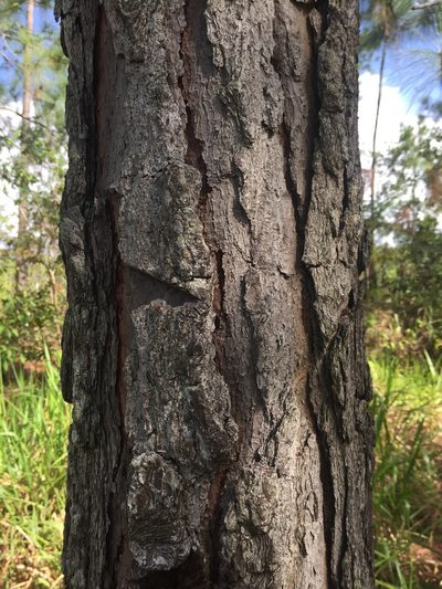 Pinus caribaea, photographed by G Key