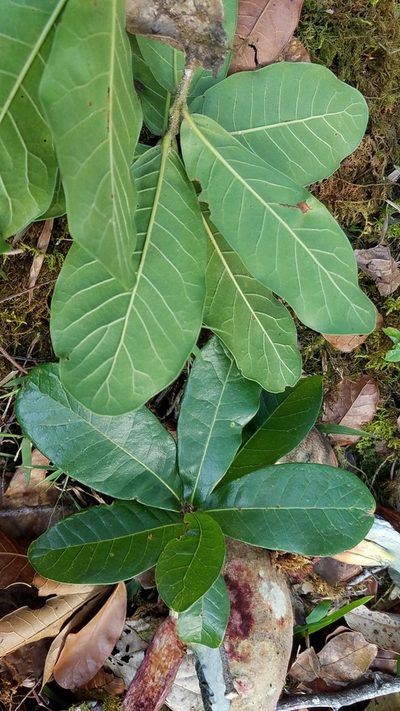 Quercus elliptica, photographed by Alan Rockefeller