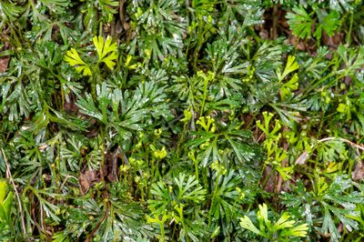 Elaphoglossum peltatum, photographed by Alan Rockefeller