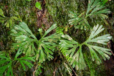 Elaphoglossum peltatum, photographed by Alan Rockefeller