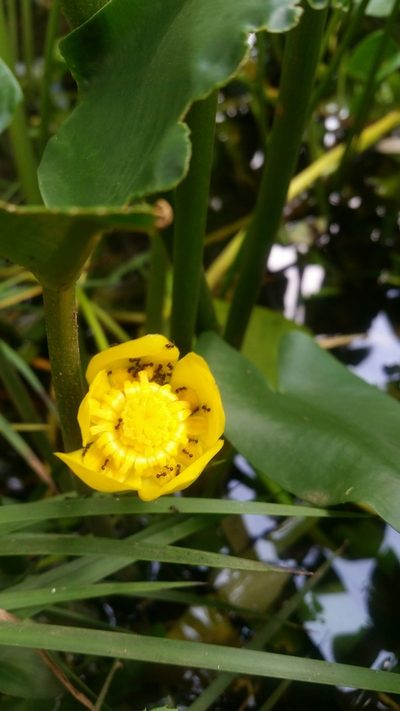 Nuphar japonica, photographed by Daniel J. Layton