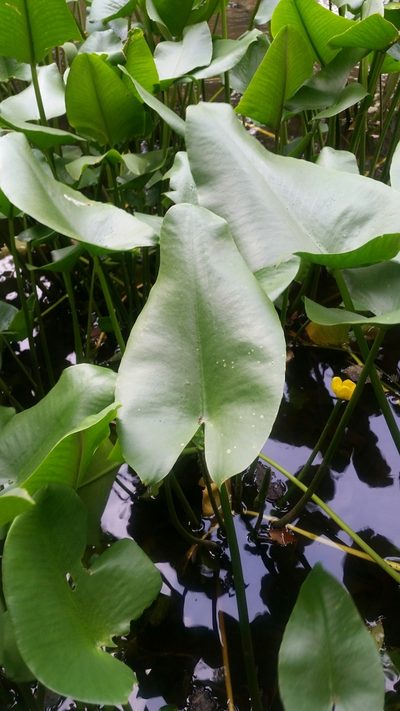 Nuphar japonica, photographed by Daniel J. Layton