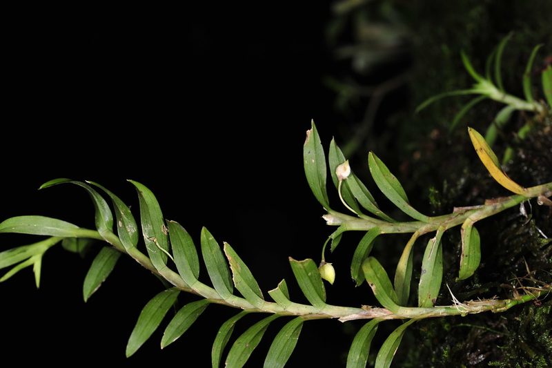 Dichaea graminoides, photographed by Alan Rockefeller