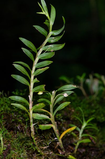 Dichaea graminoides, photographed by Alan Rockefeller