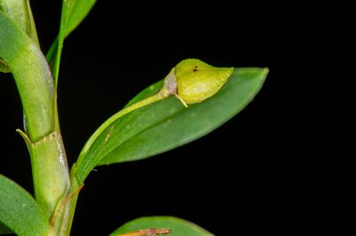Dichaea graminoides, photographed by Alan Rockefeller
