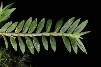Dichaea graminoides, photographed by Alan Rockefeller