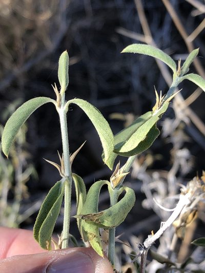 Barleria damarensis, photographed by Dave U