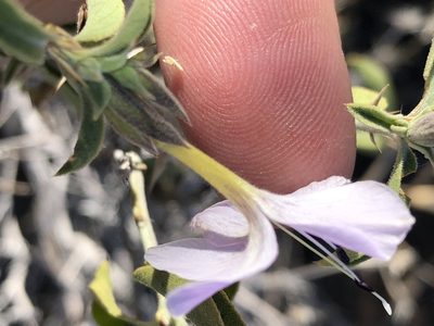 Barleria damarensis, photographed by Dave U