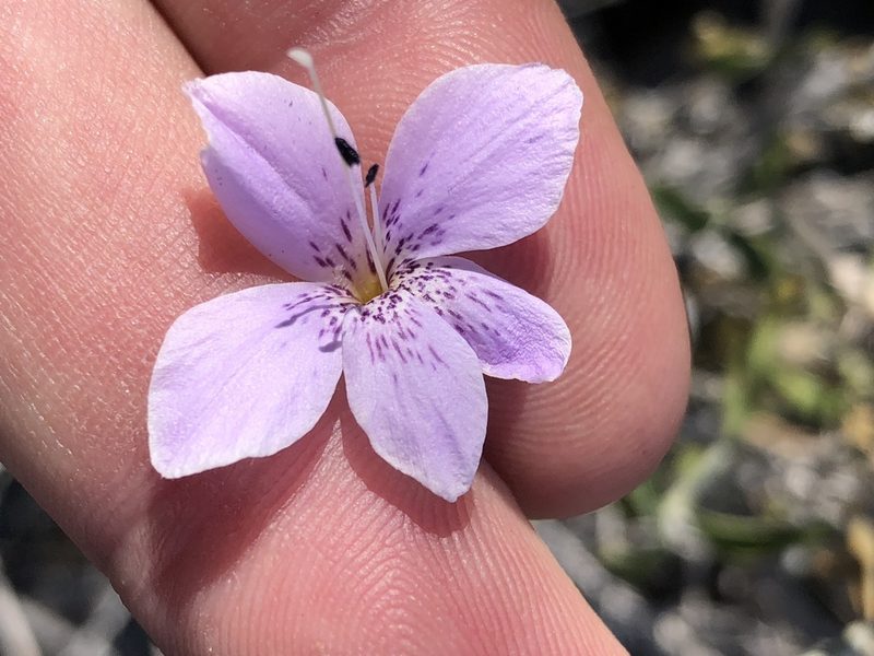Barleria damarensis, photographed by Dave U