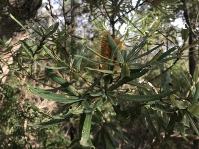 Banksia seminuda, photographed by Ann Bentley