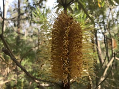 Banksia seminuda, photographed by Ann Bentley