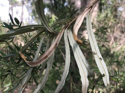 Banksia seminuda, photographed by Ann Bentley
