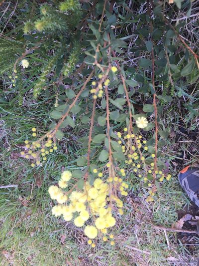 Acacia piligera, photographed by Tony Rebelo