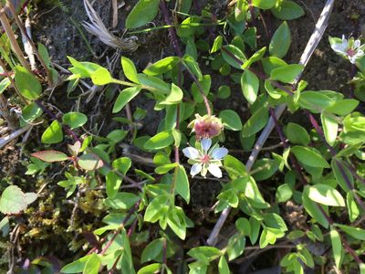 Wilhelmsia physodes, photographed by Jason Grant