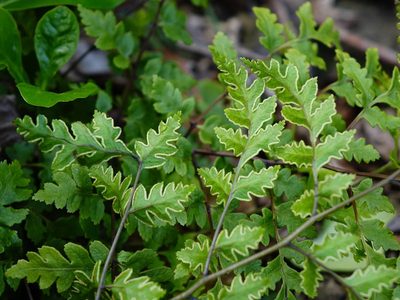 Pteris saxatilis, photographed by Jacqui Geux
