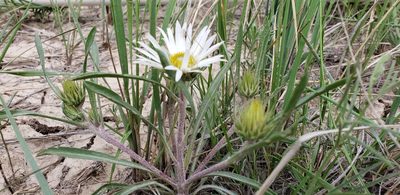 Townsendia grandiflora, photographed by Jes Gray