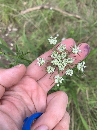 Daucosma laciniata, photographed by Casey Cowan