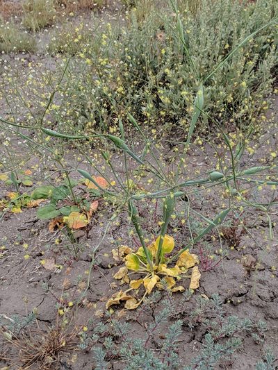 Eriogonum fusiforme, photographed by Tom