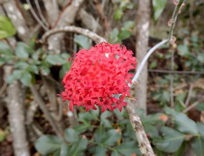 Kleinia fulgens, photographed by Ryan van Huyssteen