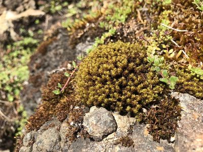 Ptychomitrium polyphyllum, photographed by Andrew Melton