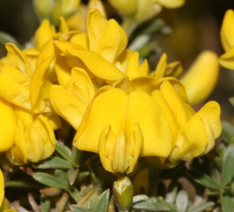 Polhillia obsoleta, photographed by Brian du Preez