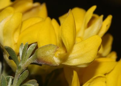 Polhillia obsoleta, photographed by Brian du Preez