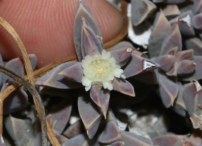 Delosperma litorale, photographed by Brian du Preez