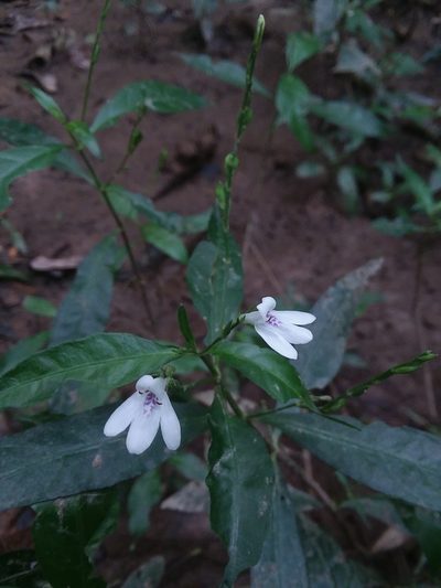 Justicia lanceolata, photographed by Will McFarland