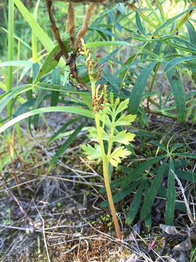 Botrychium alaskense, photographed by Jason Grant
