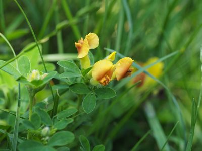 Chamaecytisus supinus, photographed by carnifex
