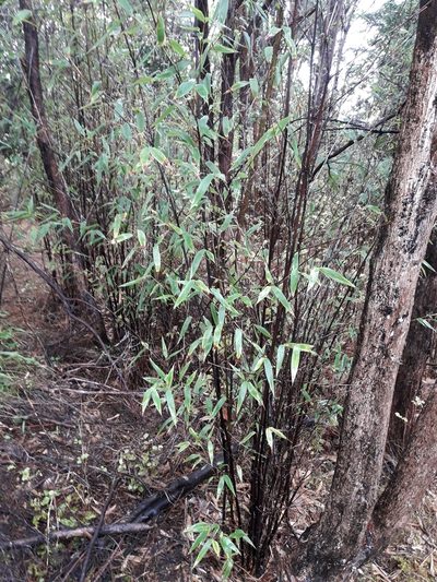 Phyllostachys nigra, photographed by naturewatchwidow