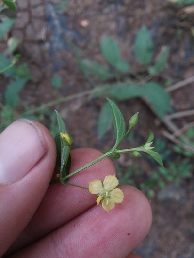 Lysimachia radicans, photographed by Will McFarland