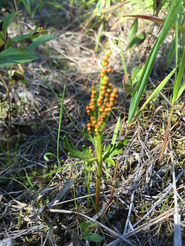 Botrychium rubellum, photographed by Jason Grant