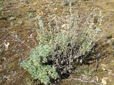 Artemisia alaskana, photographed by Jason Grant