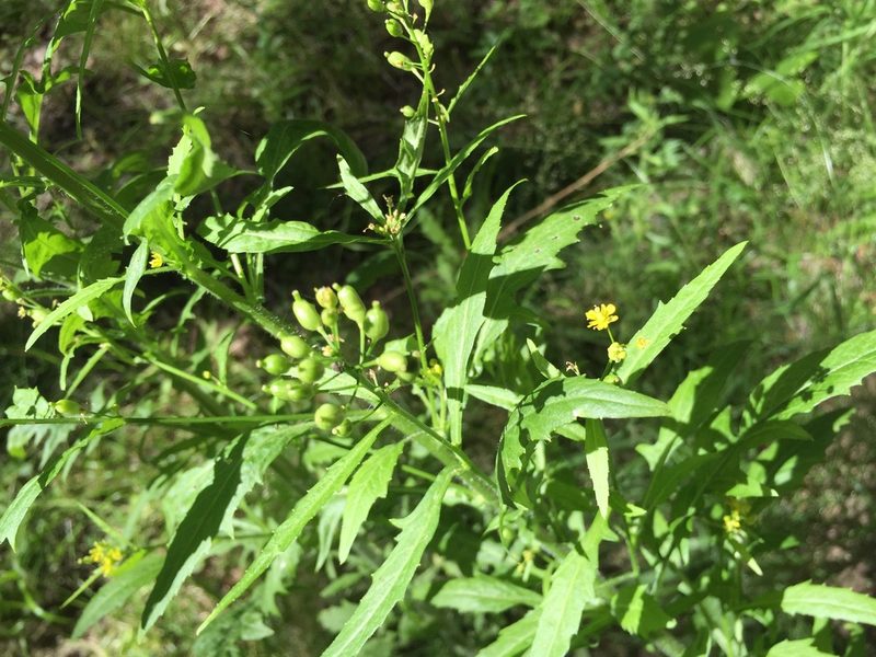 Rorippa barbareifolia, photographed by Jason Grant