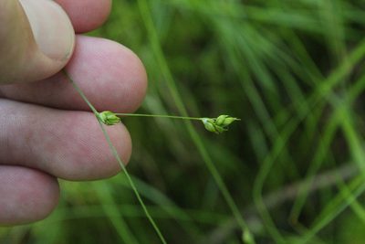 Carex trisperma, photographed by Quinten Wiegersma