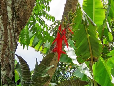 Aechmea chantinii, photographed by Joseph Morlan
