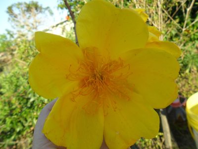 Cochlospermum regium, photographed by Márcia Martins
