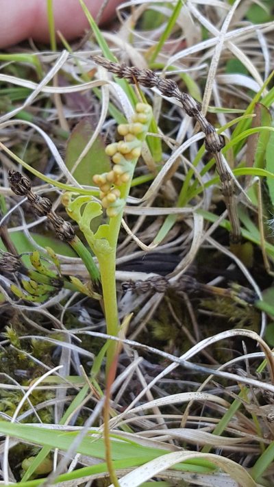 Botrychium pallidum, photographed by Norma Malinowski