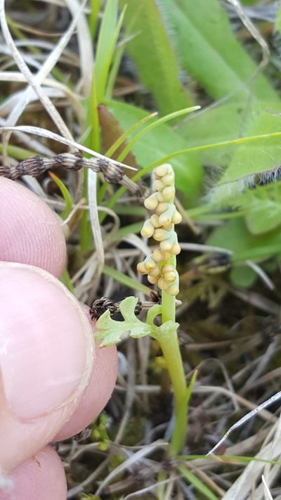 Botrychium pallidum, photographed by Norma Malinowski