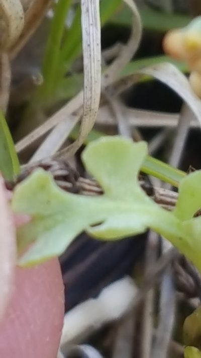 Botrychium pallidum, photographed by Norma Malinowski
