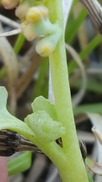 Botrychium pallidum, photographed by Norma Malinowski