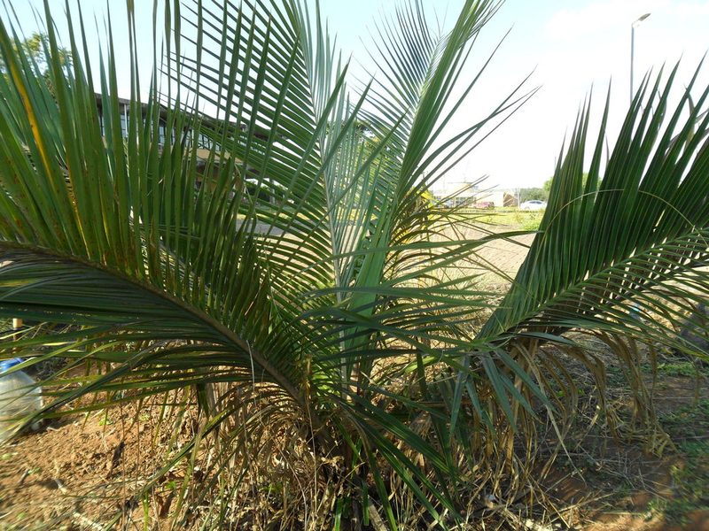 Attalea exigua, photographed by Márcia Martins