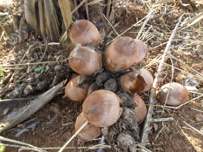 Attalea exigua, photographed by Márcia Martins